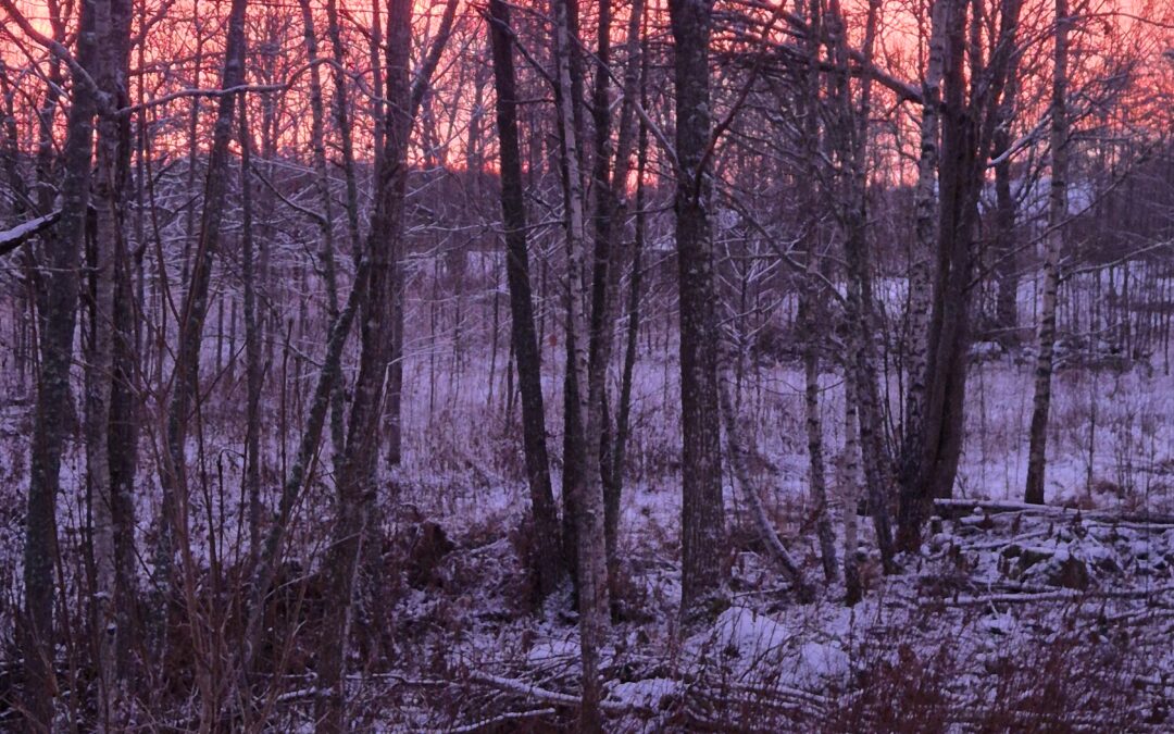 2024 Reyneke Organic Red, Stellenboch, Sydafrika, nr 20140, 13,5%, 129 kr, eko/biodynamisk